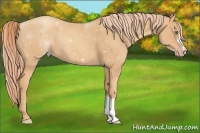 Horse Color:Gold Champagne