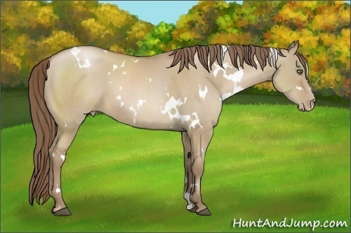 Horse Color:White Spotted Grullo Pearl 