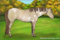Horse Color:White Spotted Grullo Pearl