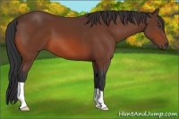 Horse Color:Unknown 