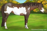 Horse Color:Liver Chestnut Frame 