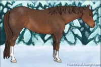 Horse Color:Liver Chestnut 