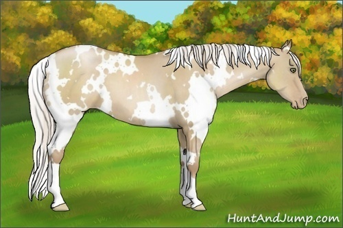 Horse Color:White Spotted Silver Grullo Pearl