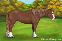 Horse Color:Chestnut Splash