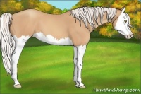 Horse Color:Silver Amber Champagne Splash 