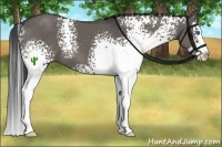 Horse Color:White Spotted Grullo Splash 