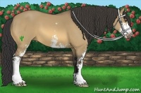 Horse Color:Buckskin Dun Sabino
