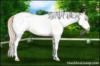 Horse Color:White Spotted Gold Cream Champagne