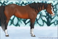 Horse Color:Bay Splash 