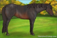 Horse Color:Brown Rabicano Brindle