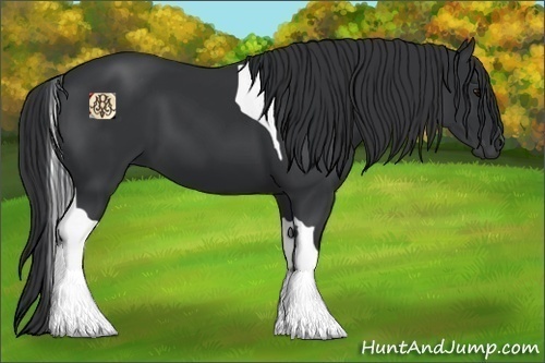 Horse Color:Black Tobiano