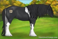 Horse Color:Black Tobiano
