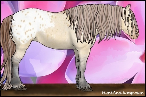Horse Color:Bay Dun Appaloosa 