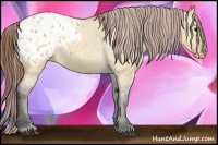 Horse Color:Bay Dun Appaloosa