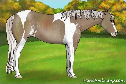 Horse Color:Silver Black Sabino Tobiano 