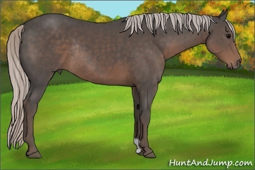 Horse Color:Silver Black Rabicano 