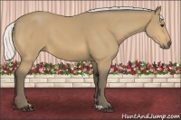 Horse Color:Silver Buckskin 