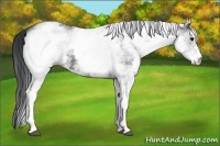 Horse Color:White Spotted Black 