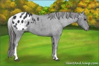 Horse Color:White Spotted Black Appaloosa Rabicano