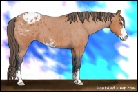 Horse Color:Bay Roan Sabino Appaloosa 