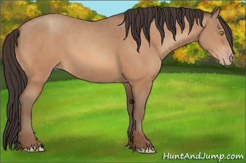 Horse Color:Amber Champagne 