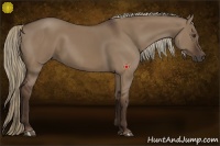Horse Color:Liver Red Dun