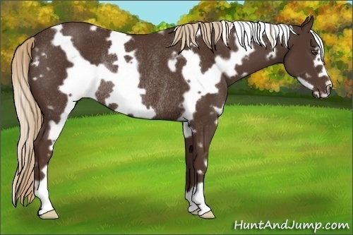 Horse Color:White Spotted Liver Chestnut Frame Rabicano 