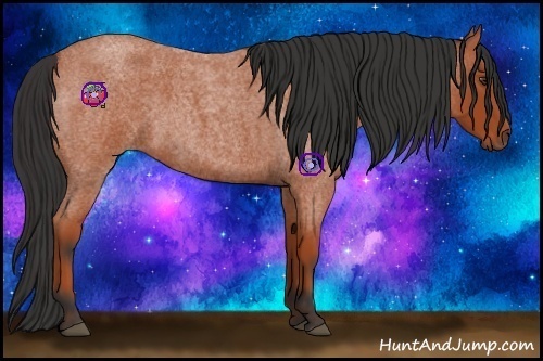 Horse Color:Bay Roan 