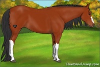 Horse Color:Bay 