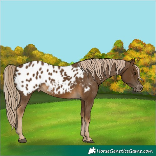 Horse Color:Chocolate Palomino Appaloosa 