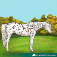 Horse Color:Chocolate Palomino Appaloosa
