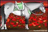 Horse Color:Bay Chinchilla Splash 