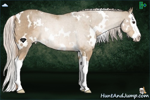 Horse Color:White Spotted Palomino Roan Splash 