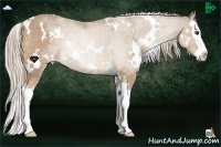 Horse Color:White Spotted Palomino Roan Splash 