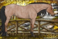 Horse Color:Bay Roan 