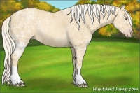 Horse Color:Gold Cream Champagne Ice Roan Rabicano