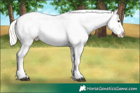 Horse Color:Liver Red Dun Mushroom Appaloosa 
