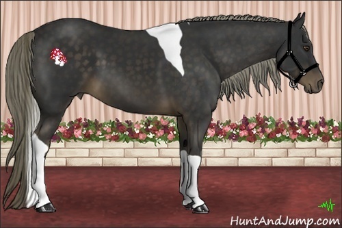 Horse Color:Liver Chestnut Tobiano 