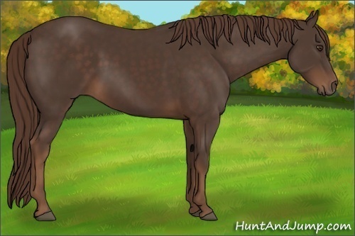 Horse Color:Liver Chestnut 