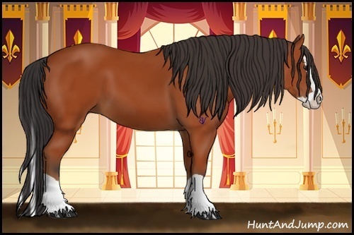 Horse Color:Bay Splash 