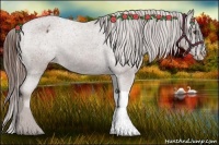 Horse Color:Liver Chestnut Appaloosa 