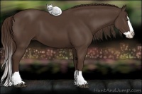 Horse Color:Liver Chestnut Splash 