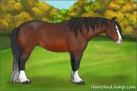 Horse Color:Bay Splash