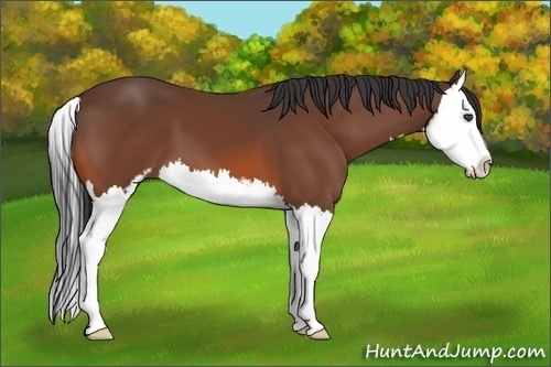 Horse Color:Bay Sabino Splash 