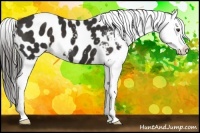 Horse Color:Liver Chestnut Appaloosa 