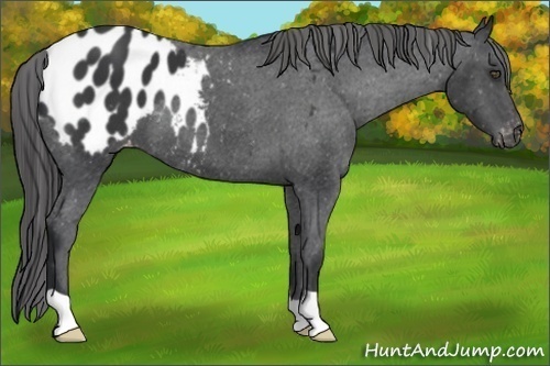 Horse Color:Black Appaloosa 