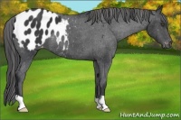 Horse Color:Black Appaloosa