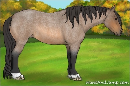 Horse Color:Buckskin Roan 