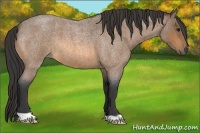 Horse Color:Buckskin Roan