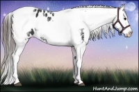Horse Color:Black Splash Tobiano Frame Appaloosa